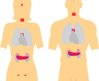 nodul hipoecogen tiroida