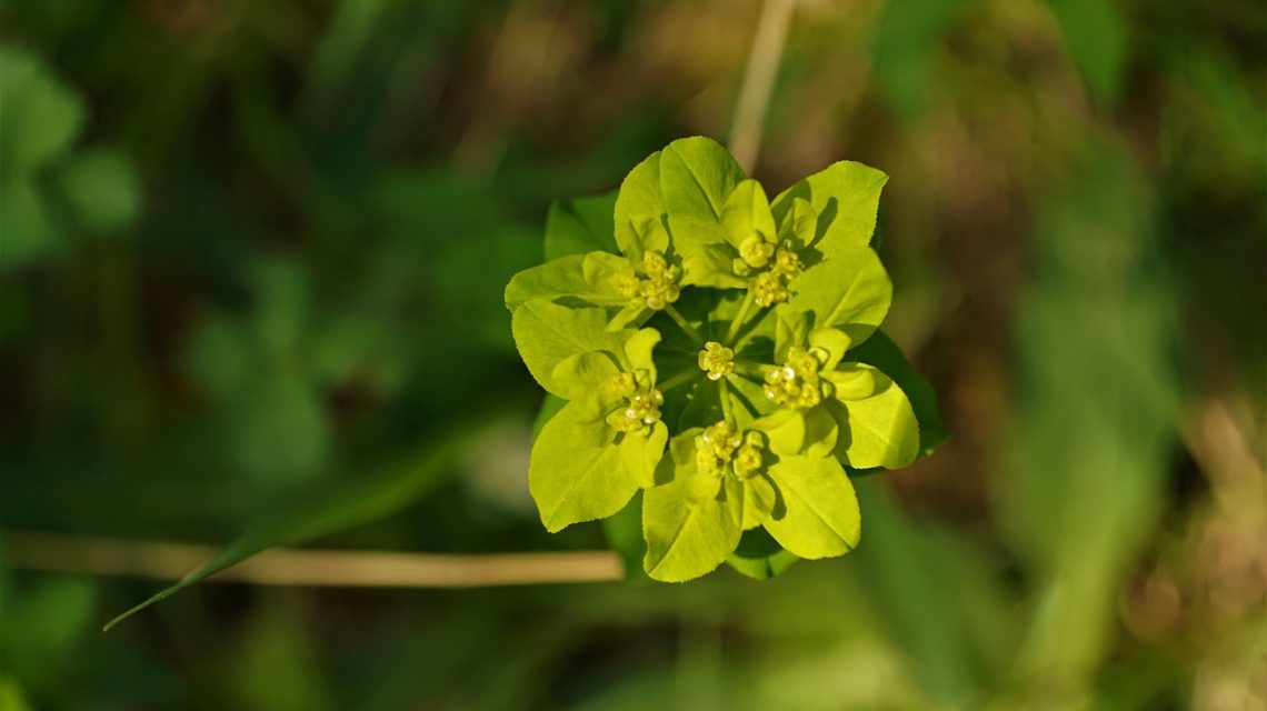 splina marita la copii