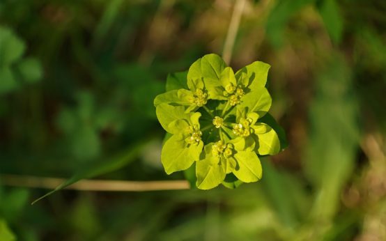 splina marita la copii
