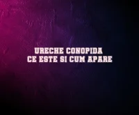 ureche conopida